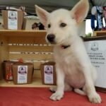 O amor incondicional do seu cachorro: Meu amigo de quatro patas Cachorrinho (1) (1)