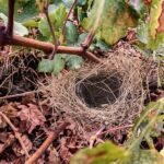 Síndrome do Ninho Vazio Ninho vazio (2) (1)