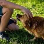 Dicas para Fazer o Seu Cachorro Feliz Cachorro menino (1) (1)